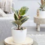 Cây đa cẩm thạch để bàn