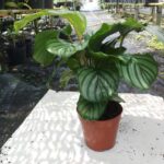 Cây đuôi công táo (Calathea Orbifolia)