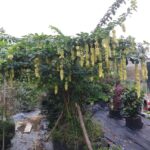 Cây huyền trân công chúa sau 1 năm trồng