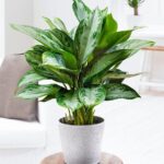 Cách trồng và chăm sóc cây Thanh Lam (Aglaonema Silver Bay)