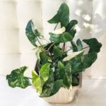 Cây tróc bạc Syngonium Podophyllum Albo Variegata