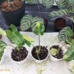 Nhân giống Philodendron burle marx variegated