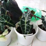 Trồng môn quan âm Alocasia Polly