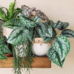 Cây trầu bà lụa (Scindapsus pictus ‘Exotica’)