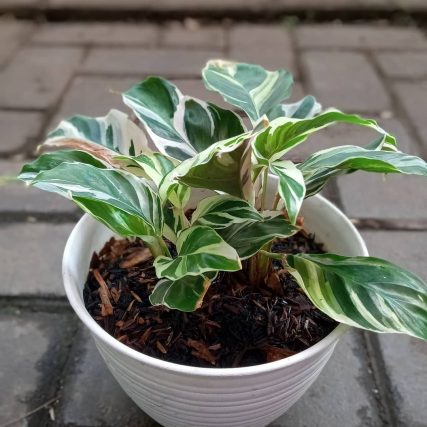 Tán Lá White Fusion Calathea Khi Nhìn Ngang