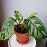 Cách trồng trầu bà lỗ (Monstera Adansonii)