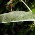 Whiteflies on mandevilla (Dipladenia)