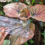 Gieo hạt môn caladium Red Spider