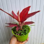 Trồng cỏ may mắn trên bề mặt chậu vạn lộc huyết long