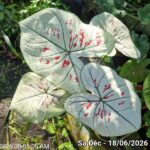 So sánh cây môn dâu (Caladium Strawberry Star) và môn Triệu Phú (Caladium MILLIONAIRE SUPHAN)