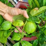 Cây chanh Quảng Đông ra trái lần 2 khi trồng ở Sa Đéc