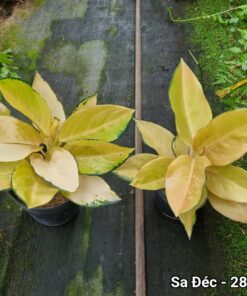 Cây vạn lộc Hoàng Kim - Ảnh 3