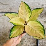 So sánh cây vạn lộc đỏ và vạn lộc hoàng kim