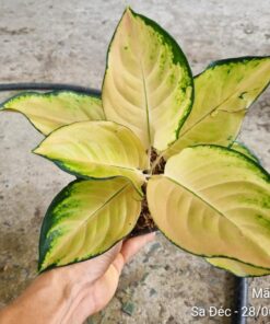 Cây vạn lộc Hoàng Kim - Ảnh 4