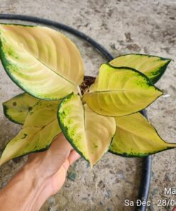 Cây vạn lộc Hoàng Kim - Ảnh 5
