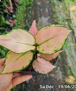 Cây vạn lộc hồng (đột biến - Ảnh 3