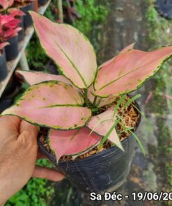 Cây vạn lộc hồng (đột biến - Ảnh 4