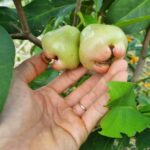 Nhật ký trồng mận Đài Loan (Black Kingkong)