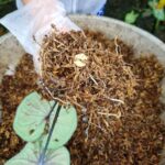 Mẹo lấy củ nhân giống Caladium mà ít làm cây mất sức
