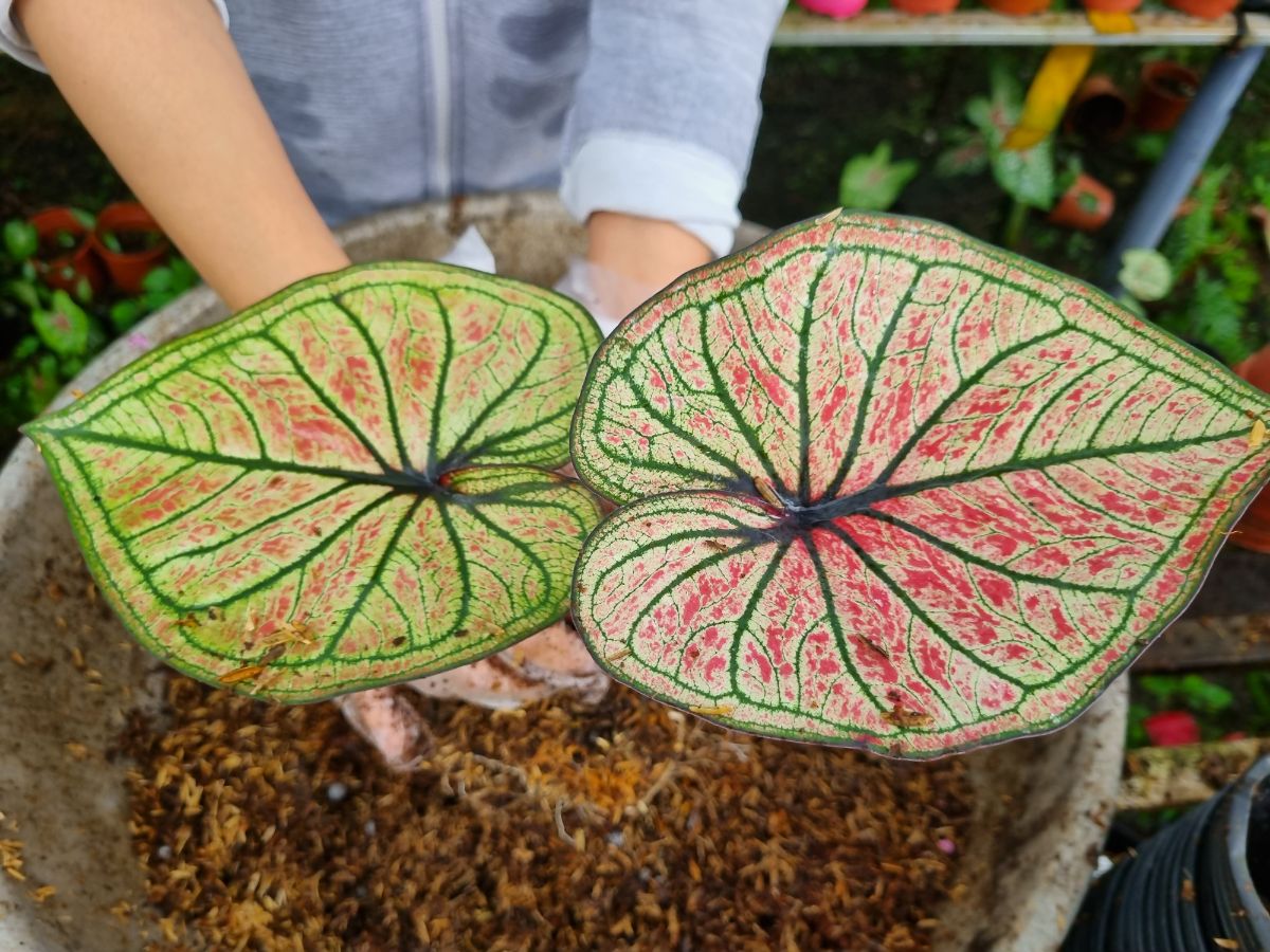 Trồng lại cây mẹ
