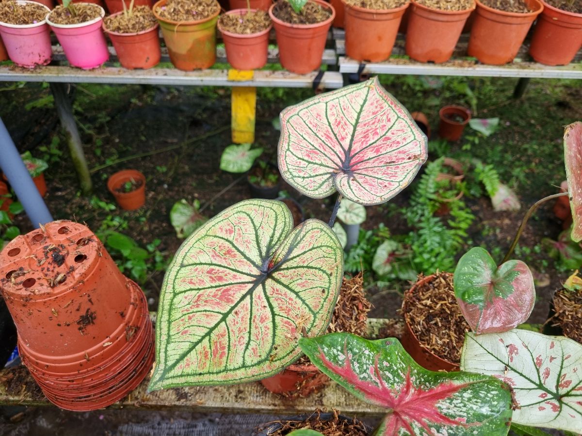 Cây môn Caladium sau khi lấy củ và trồng lại