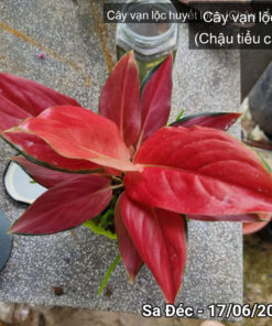 Cây vạn lộc huyết long
