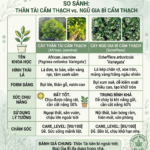 Cây ngũ gia bì cẩm thạch và cây thần tài cẩm thạch