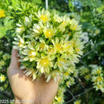 Đặc tính cây Chanh Nho (Lemon Vine) sau 1 năm trồng