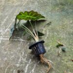 Cách trồng cây Môn quan âm thủy sinh