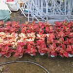 Cách trồng cây vạn lộc đỏ 3 thân