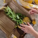 Cây chanh nho “sống sót” sau 13 ngày vận chuyển đi xa và hoàn về