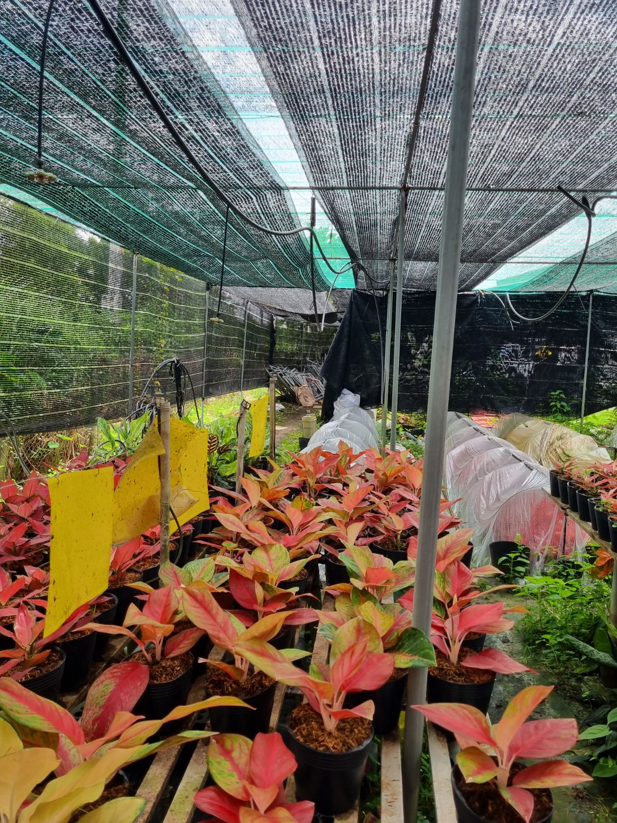 Vị trí 2, trồng ở nơi có nắng gián tiếp nhưng cường độ ánh sáng thấp hơn