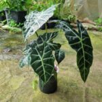 So sánh môn quan âm lá lớn (Polly) và môn quan âm lá nhỏ (Bambino)