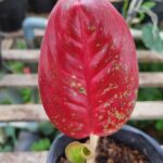 Cây như ý có lá đỏ hồng từ tháng 3-6 hàng năm