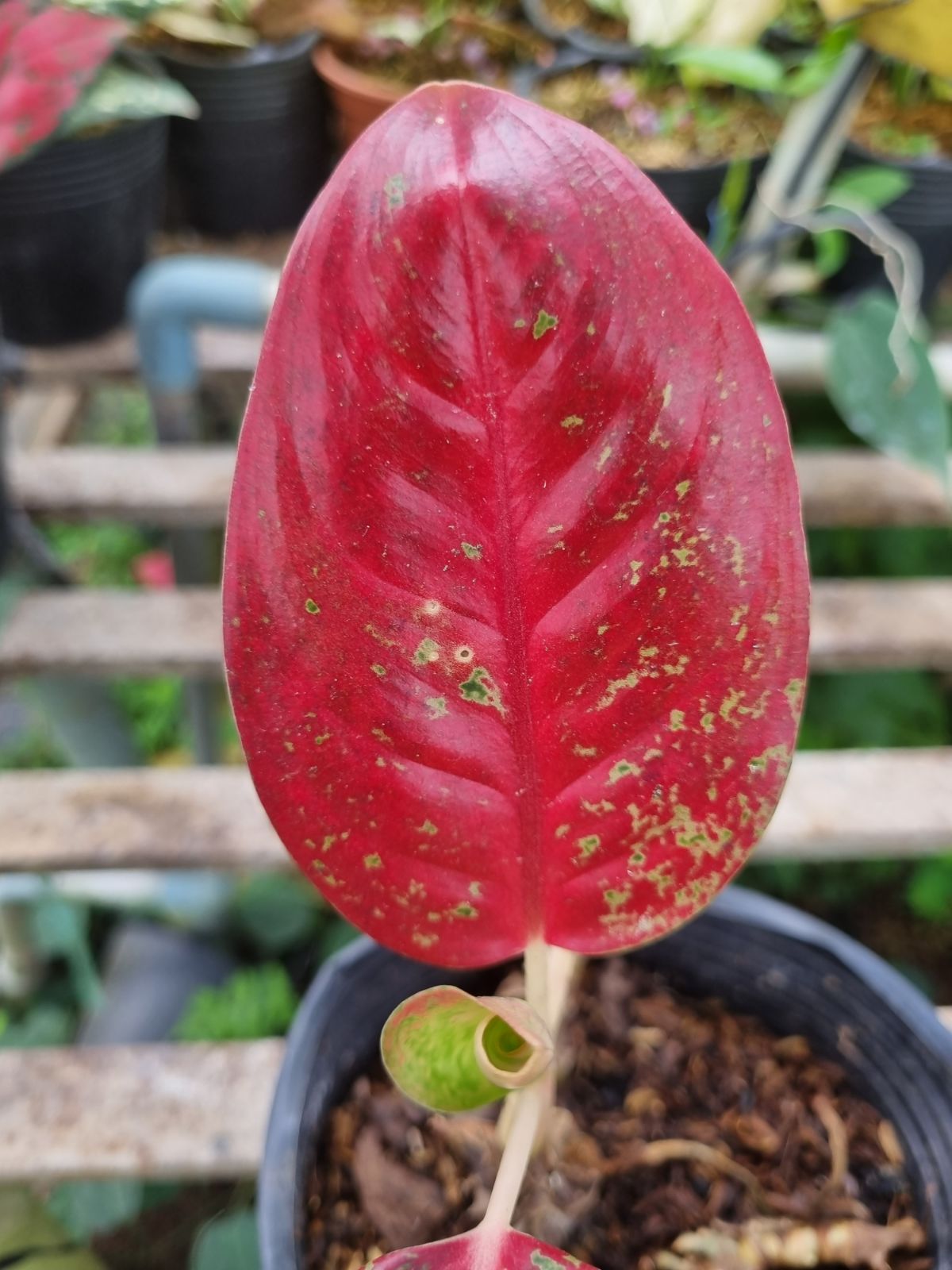 Cây như ý có lá đỏ hồng từ tháng 3-6 hàng năm