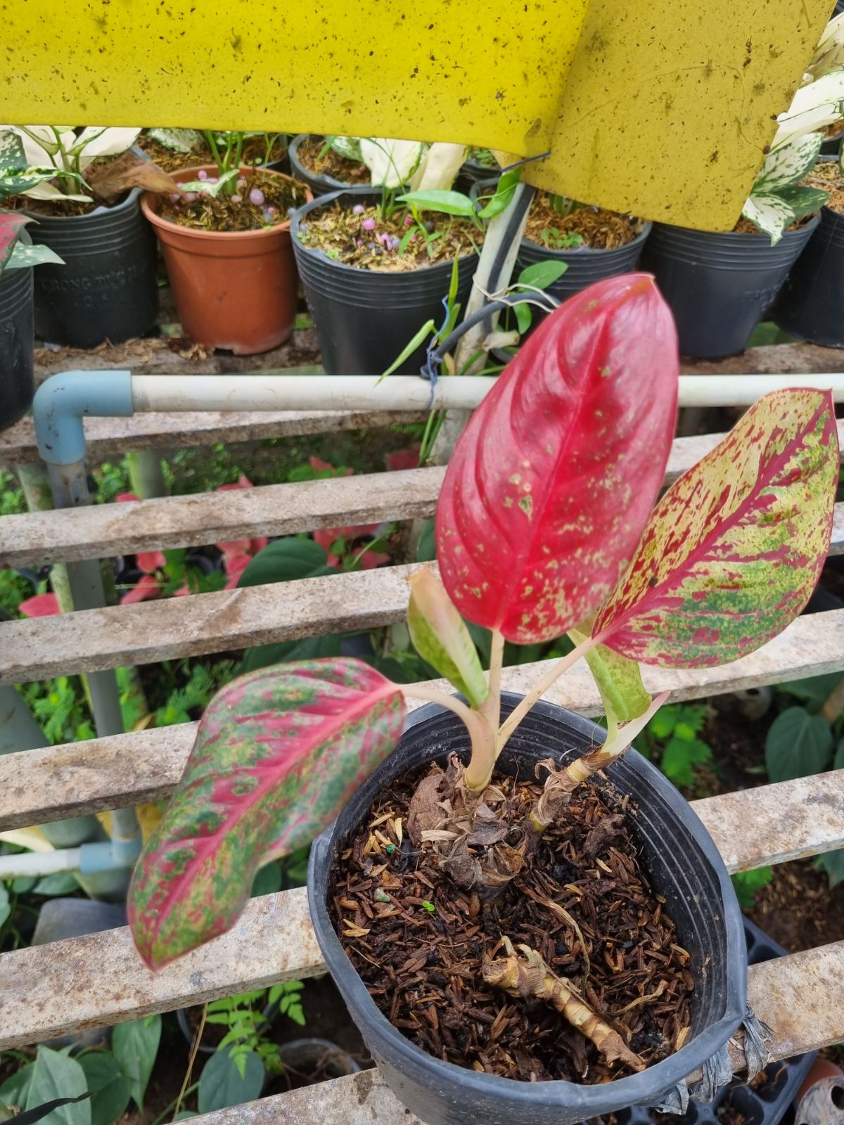 Tuy cây còi cọc nhưng vẫn có lá đỏ tươi.