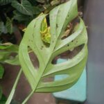 Cây trầu bà này bị nấm bệnh hay bị bọ trĩ?