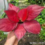 Cây bán ngày 25/07/2026 ( Vạn lộc đỏ, trầu bà xanh, phú quý…)