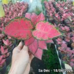So sánh cây vạn lộc đỏ và cây phú quý