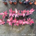 So sánh cây vạn lộc đỏ và vạn lộc trắng