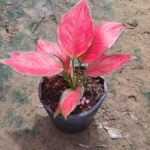 Cây vạn lộc đỏ và cây hồng phát có gì khác nhau?