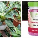 Chăm sóc cây trầu bà đế vương kim cương sau khi mua về trồng