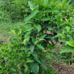 Chăm sóc mận Black Kingkong sau khi ra trái