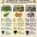 Có mấy loại cây thằn lằn?
