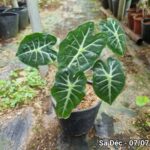 So sánh cây môn quan âm lá lớn (Alocasia Polly) và Môn quan âm lá tròn (Alocasia Parasol)