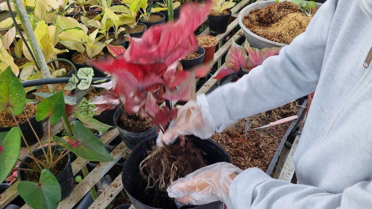 Bỏ giá thể cũ