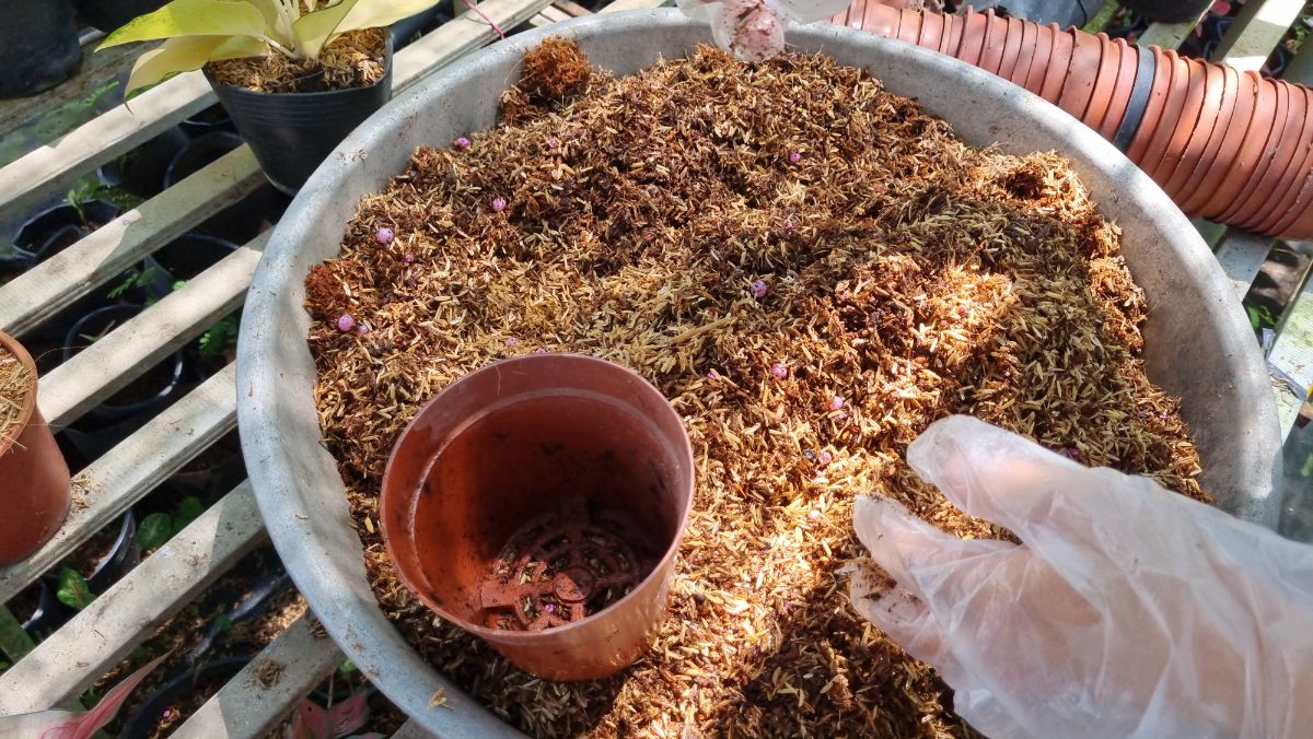 Chậu và giá thể trồng
