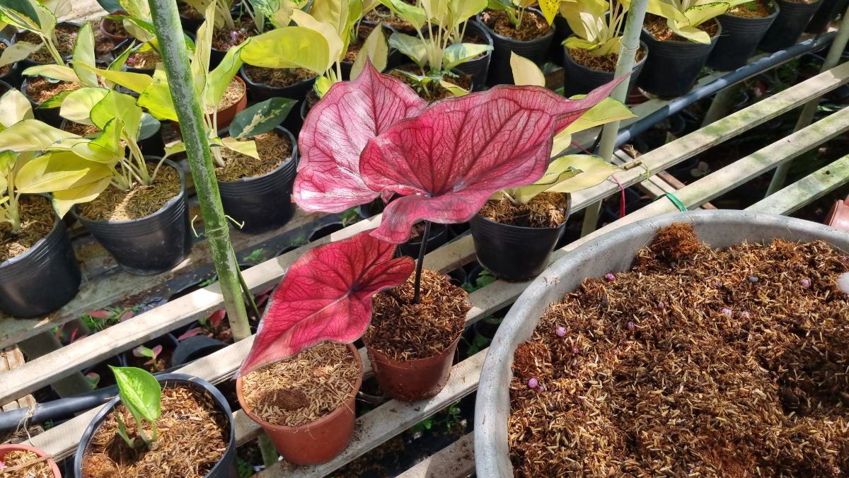 Cây sau khi trồng chậu nhỏ sau khi cắt củ