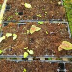 Nhân giống môn màu Caladium: Khi nào có thể lấy cây con ra trồng?