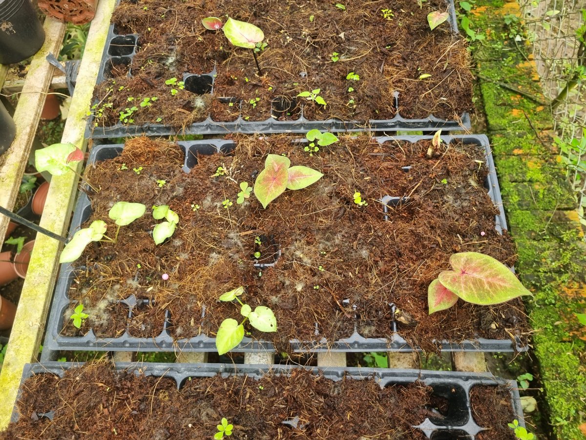 Vỉ ươm của môn caladium